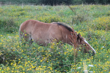 Chestnut horse grazing in a field of yellow lantana flowers.