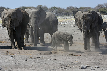 Afrikanische Elefanten: Familiengruppe mit Elefantenbaby im Etosha Nationalpark  (Namibia)