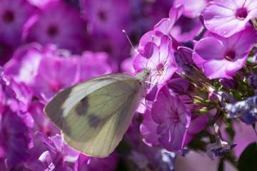 Kohlweißling im Flocks © Horst Hübner