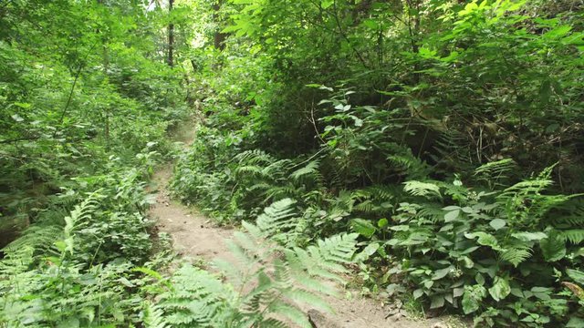 Downhill rider in a green fern forest, tracking shot