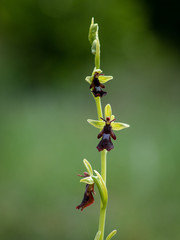 ophrys insectifera