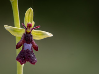 Naklejka na ściany i meble ophrys insectifera