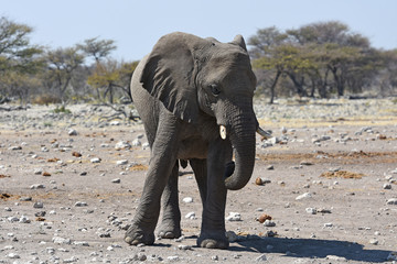 Fototapeta premium Afrikanischer Elefant (loxodonta africana) im Etosha Nationalpark (Namibia)