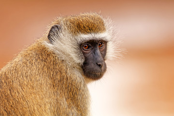 Vervet monkey close-up portrait in Samburu National Reserve, Kenya