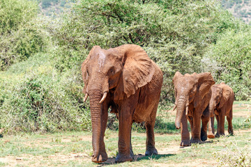 Fototapeta na wymiar Three african elephants walking in a line towards the camera