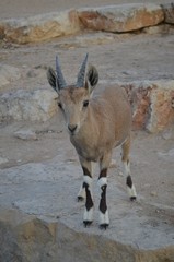 Stambecco israeliano nel deserto del Negev presso Mitzpe Ramon