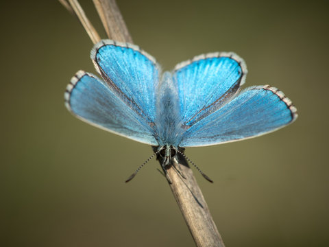 Polyommatus Bellargus