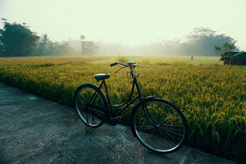 Fototapeta na wymiar vintage bicycle in the rice paddy field