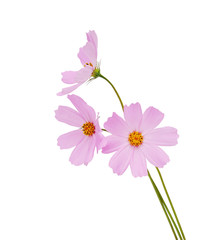 cosmos flower