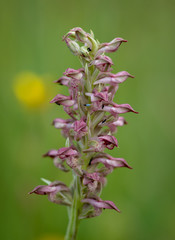 anacamptis coriophora subsp. fragans