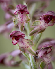 anacamptis coriophora subsp. fragans