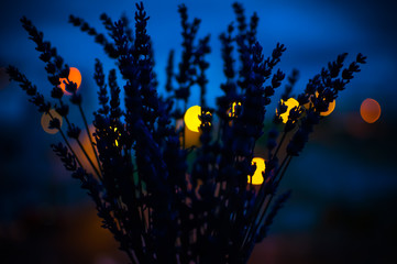 flor de lavanda en la noche efecto bokeh