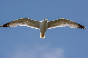 flying seagull with blue sky