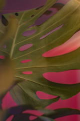 Beautiful home plant philodendron, with large green leaves!