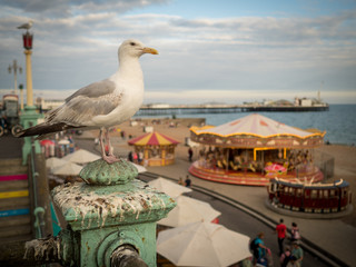 Gavián en Brighton © Xevi Vilaregut