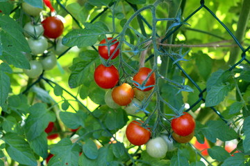 Cherry tomatoes on vine ranging from light green to fully ripe bright red surrounded with green leaves and wire fence in shade of local garden on warm sunny day