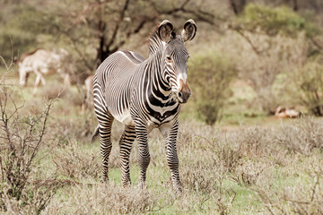 Fototapeta na wymiar Grevy's Zebra standing on a grass at Lake Nakuru National Park, Kenya