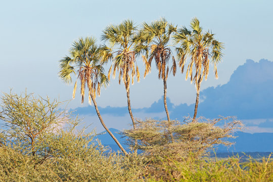 Doum palm tree in Samburu National Reserve, Kenya
