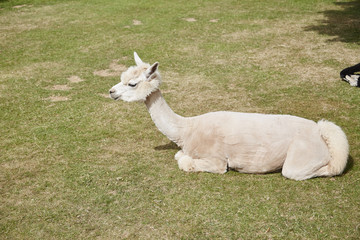 Obraz premium Alpaca