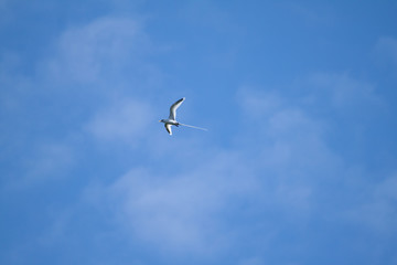 oiseau paille en queue en vol dans le ciel