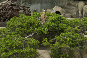 surykatka w zoo © iwona666