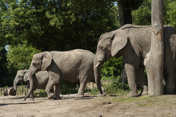 słonie w zoo - obrazy, fototapety, plakaty