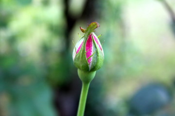 Closed pink rose bud with small pointy leaves on dark green leaves and garden vegetation background on warm summer day