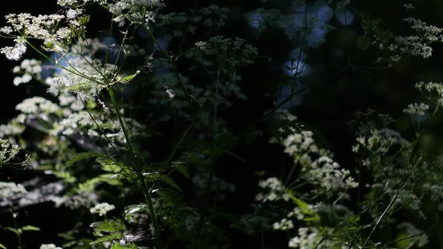 Thickets of the white flowers at the summertime