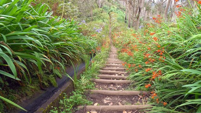  Jacob's Ladder, hike from Portela to Ribeiro Frio along the levada da Portela, in the heart of the Laurissilva forest, listed as World Heritage 
