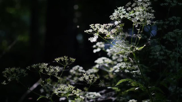 Conium with flying insects