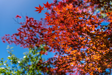 Red Leaves in Japan