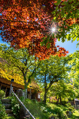 Naklejka premium Red Japanese Garden