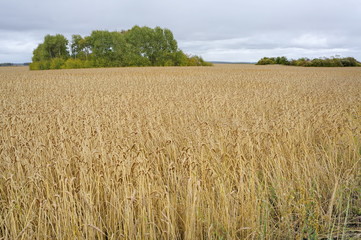 Field of plough layer with the corn in the ear.