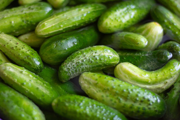 Cucumbers soaked in water for pickling. Homemade cucumbers. . Stocks for the winter. Billets from vegetables.