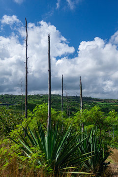 chocas dans la v&eacute;g&eacute;tation