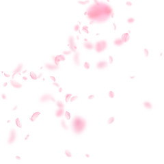 Obraz na płótnie Canvas Sakura petals falling down. Romantic pink flowers corner. Flying petals on white square background. 