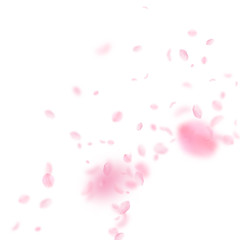 Sakura petals falling down. Romantic pink flowers corner. Flying petals on white square background. 