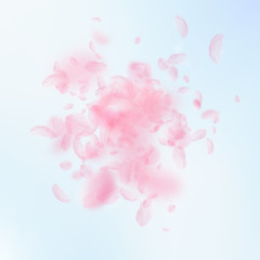 Sakura petals falling down. Romantic pink flowers explosion. Flying petals on blue sky square backgr
