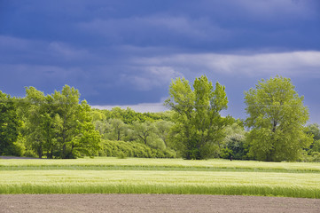 Kwitnące zboże w słońcu przed wiosennym deszczem © Jarek Witkowski