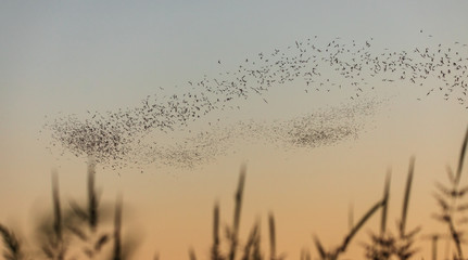 Mexican free trail bats in fight over rice fields at the Yolo Bypass Wildlife Area, Davis California