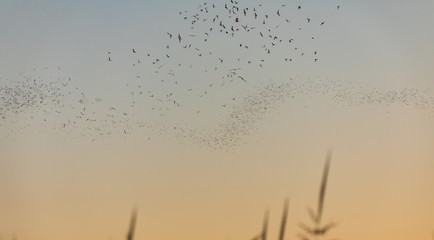 Mexican free tail bats in flight over rice fields in Davis California