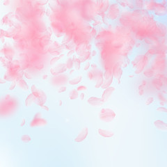 Sakura petals falling down. Romantic pink flowers falling rain. Flying petals on blue sky square bac