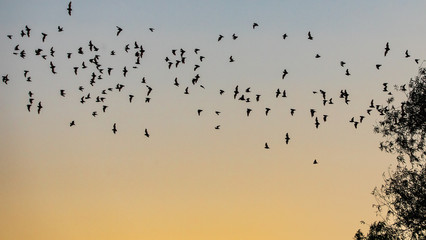 Mexican free tail bats taking flight from tree at Yolo Bypass Wildlife Area in Davis California
