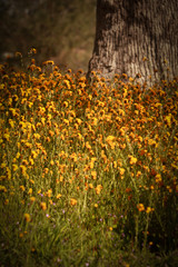 Obraz premium Field of Yellow Spring Flowers