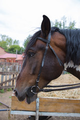 Fototapeta premium The horse's head close-up