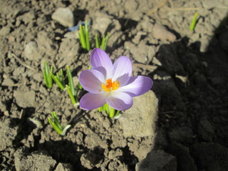 Spring flowers
