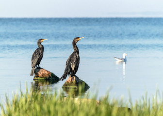 Two big black birds cormorants sitting on rocks on blue water on a sunny summer day. Ukraine, Kakhovka Reservoir Beautiful Natural landscape Background