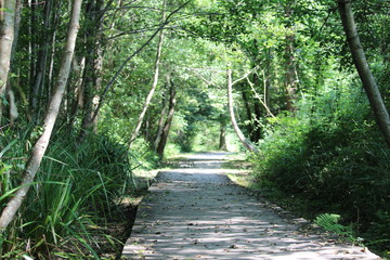 chemin au fond du bois