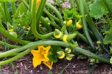 pattypan squash growing