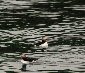 Swimming Puffins